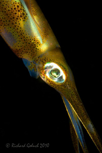 Squid-night dive-Lembeh by Richard Goluch 